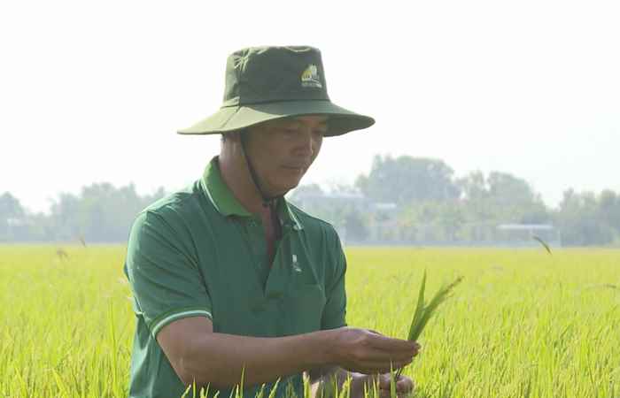Giúp lúa trổ rộ - hạt no chắc (03-02-2024)
