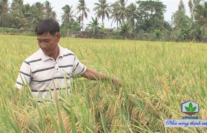 Gương điển hình tiên tiến - Ông Lê Minh Trí làm việc giỏi sản xuất hay 17-10-2017