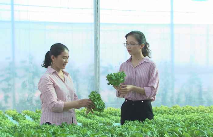 Hành trình khởi nghiệp - Giới thiệu cấu tạo mô hình nhà màng kết hợp trồng rau thủy canh (23-12-2019)