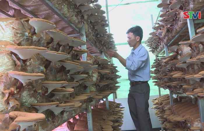 Hiệu quả mô hình trồng nấm linh chi đỏ