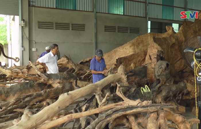 Hương sắc Sóc Trăng - Cây bàng cổ thụ làng Phụng Tường 02-09-2017