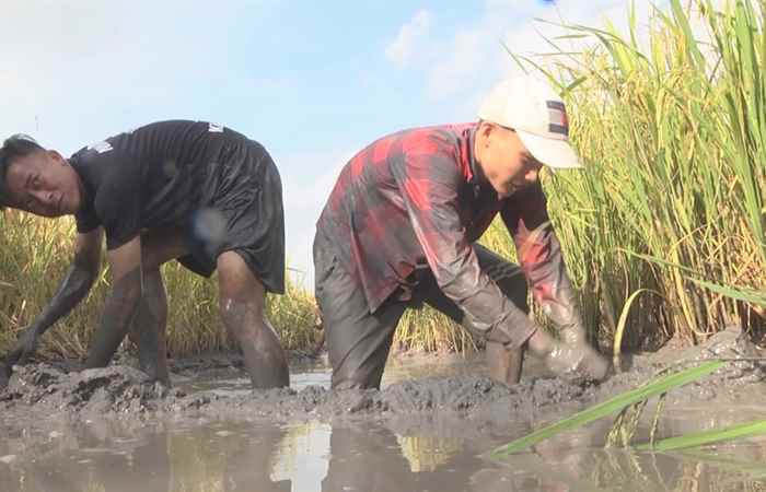 Hương sắc Sóc Trăng Ra đồng bắt cá 28-03-2018