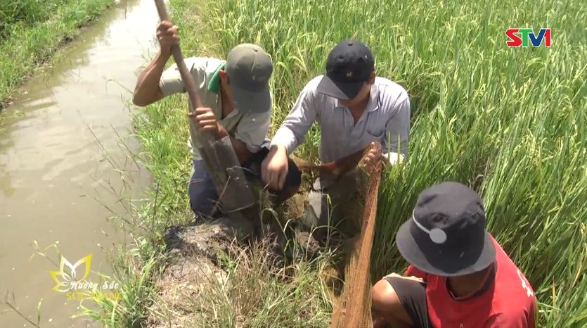 Hương sắc Sóc Trăng - Mùa săn chuột đồng 04-03-2017