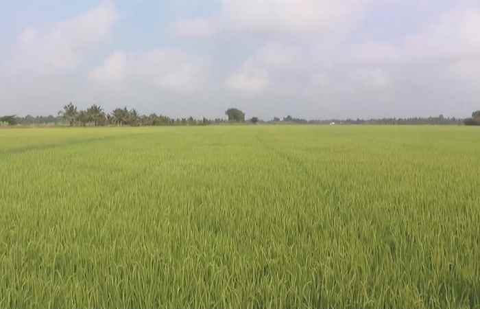 Châu Thành sẽ xuống giống hơn 14.000 ha úa Hè - Thu năm 2022