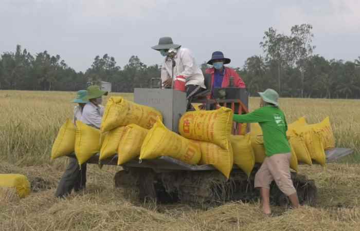 Kế Sách đã thu hoạch gần 3.500ha lúa Hè thu