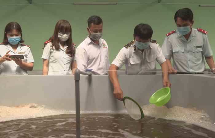 Chuyên mục Khuyến ngư: Giải pháp phòng ngừa bệnh phân trắng trên tôm nước lợ (07-06-2022)