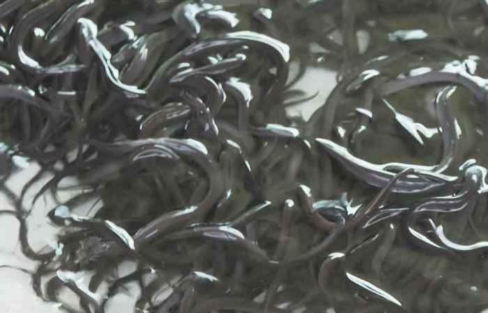 Kỹ thuật nuôi lươn thương phẩm (05-07-2022)