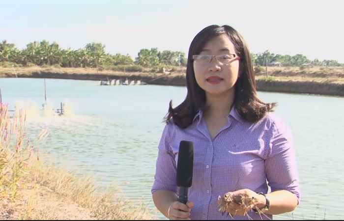 Khuyến Ngư - Phòng bệnh cho tôm là chính 18-04-2017