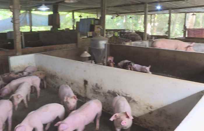 Khuyến nông - Bệnh dịch tả heo Châu Phi và an toàn sinh học trong tái đàn (04-02-2020)