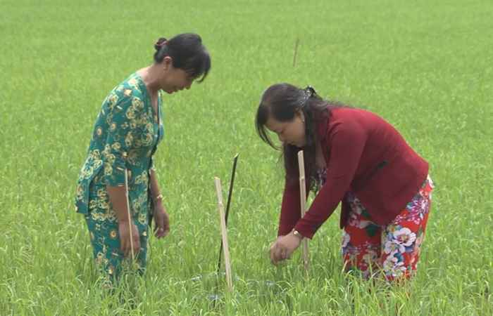 Khuyến nông 06-06-2017