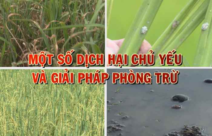 Khuyến nông - Một số dịch hại chủ yếu và giải pháp phòng trừ (09-06-2020)