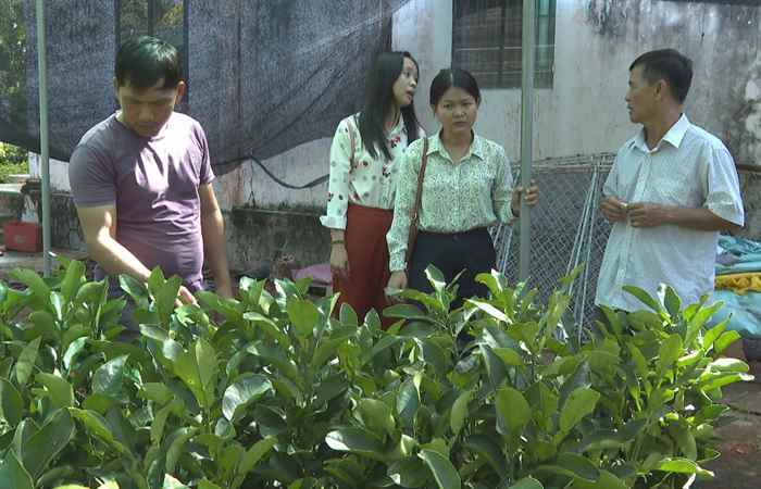  Quy định về sản xuất, kinh doanh giống cây ăn trái (10-10-2023)