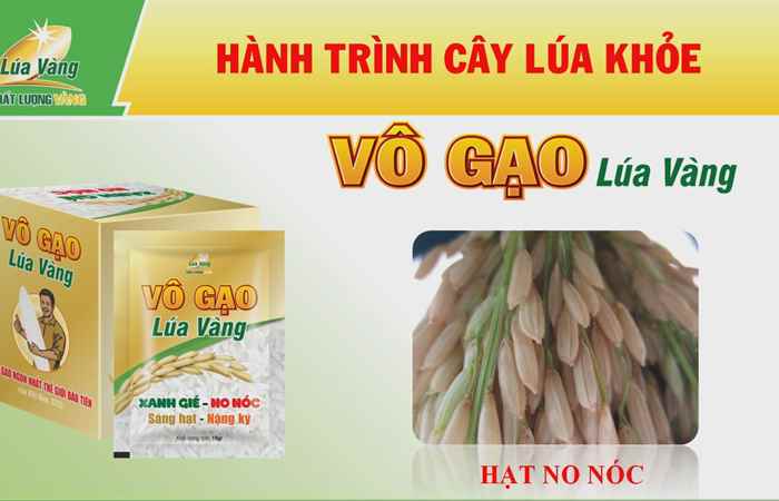 Trổ khỏe - Sáng bông - Không còn nhện gié (13-07-2024)