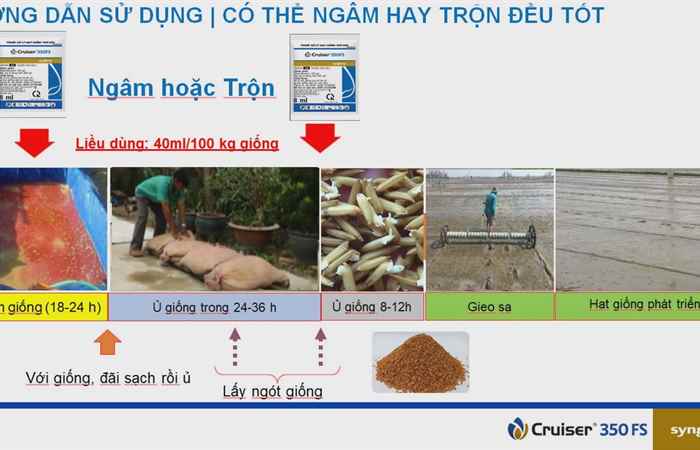 Syngenta và Tôi: Sofit – Cruiser giúp nhà nông nhẹ lo ngay đầu vụ (13-09-2022)