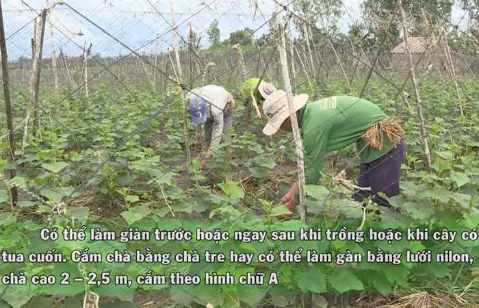 Khuyến nông 18-06-2019
