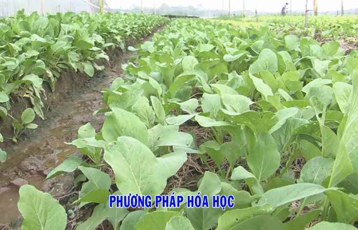 Khuyến nông 19-12-2017