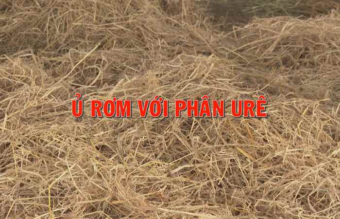 Giải pháp nâng cao chất lượng thức ăn chăn nuôi bò qua việc tận dụng hiệu quả nguồn phế phụ phẩm Công - Nông nghiệp (13-12-2022)