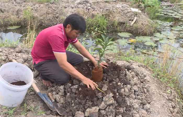 Khuyến nông - Giới thiệu mô hình cải tạo và trồng mới cây ăn trái (20-08-2019)