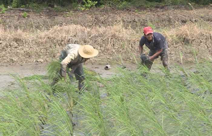 Khuyến nông - Giới thiệu mô hình luân canh tôm lúa theo hướng hữu cơ (05-01-2021)