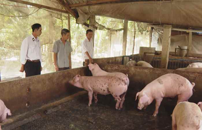 Chuyên mục Khuyến nông: Hướng dẫn quy trình chăn nuôi heo an toàn sinh học phòng, chống dịch tả heo Châu Phi (16-06-2022)