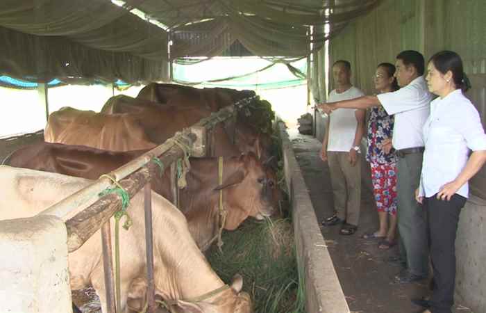 Khuyến nông - Mô hình chăn nuôi bò sữa 29-10-2019