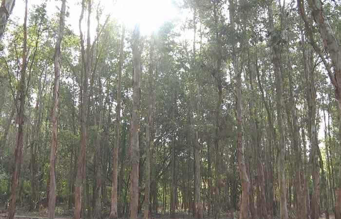 Tăng cường công tác phòng cháy, chữa cháy rừng (07-03-2023)
 