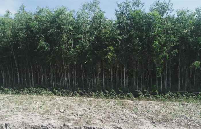 Khuyến nông - Tăng cường công tác phòng cháy, chữa cháy rừng mùa khô (10-03-2021)