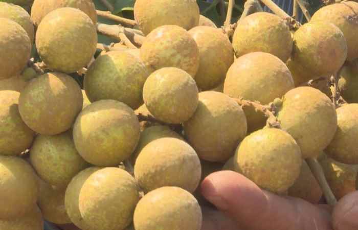 Cho những mùa nhãn ngọt  