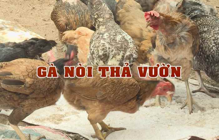 Ký sự - Gà nòi thả vườn 14-06-2019