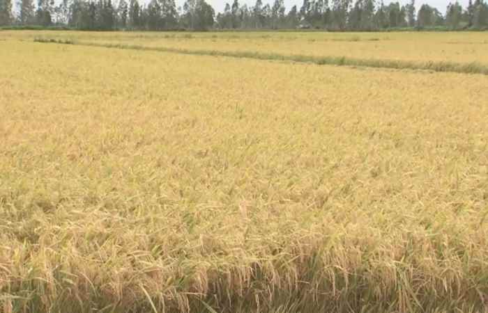 Ký sự - Gạo tài nguyên mùa ngon và an toàn (13-09-2019)