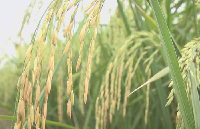 Ký sự - Gạo thơm Sóc Trăng vươn ra Thế giới 15-11-2019