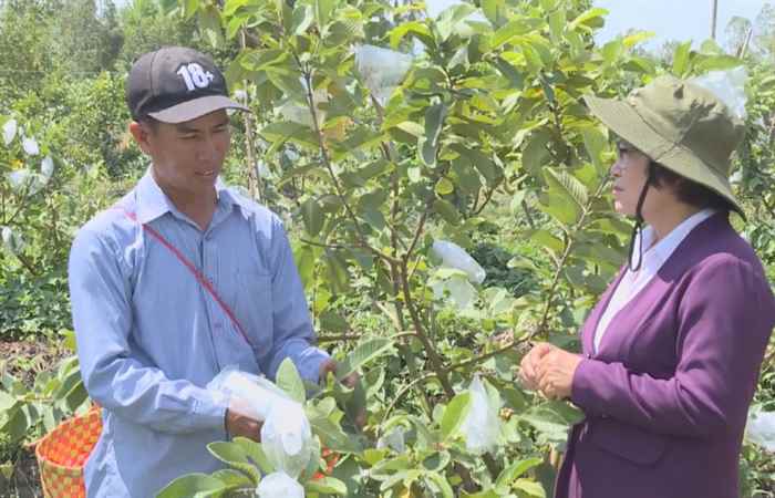 Ký sự - Làm giàu từ mô hình đa canh 05-04-2019