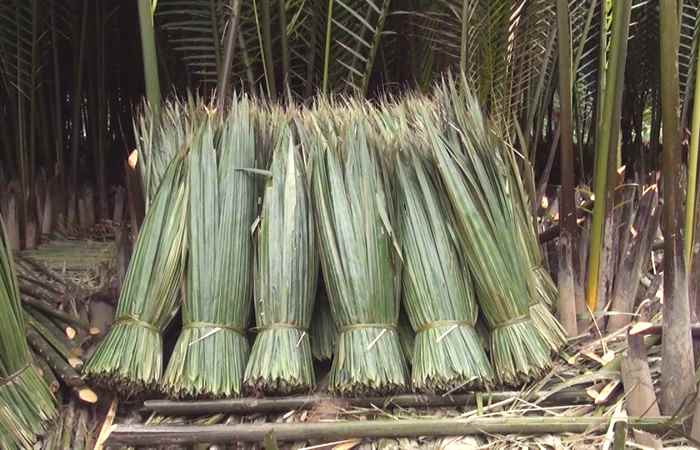 Ký sự - Ngược dòng Sông Hậu - Kỳ 4