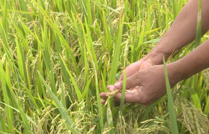 Ký sự - Trên cánh đồng lúa Việt Gap 06-09-2019