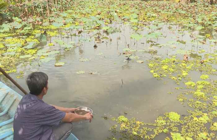 Kỹ thuật trồng sen kết hợp nuôi cá (05-09-2023)
