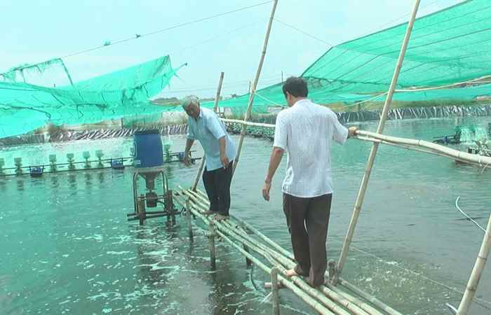 Lãnh đạo Thị ủy Vĩnh Châu kiểm tra tình hình nuôi tôm trên địa bàn.