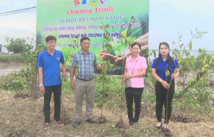 Cù Lao Dung: Phát động trồng 700 cây Đước chắn sóng phòng, chống sạt, lở đê bao