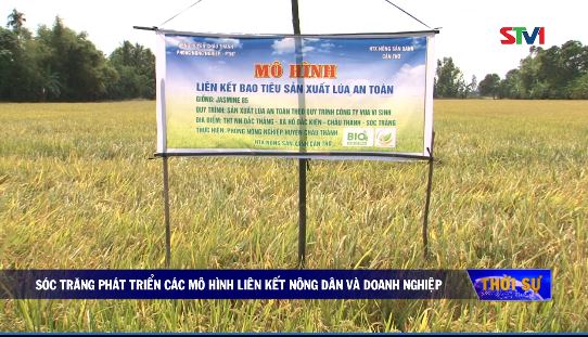Sóc Trăng phát triển các mô hình liên kết Nông dân và Doanh nghiệp