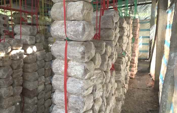 Long Phú nghiệm thu mô hình trồng nấm bào ngư trong nhà lưới