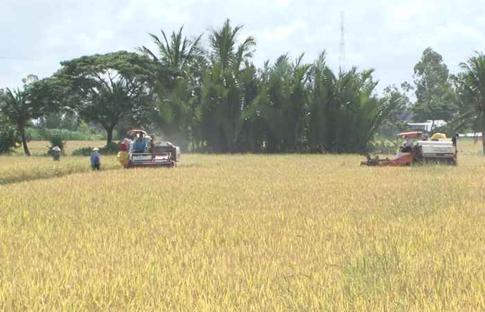 Nông dân huyện Long Phú thu hoạch rộ vụ lúa Đông Xuân