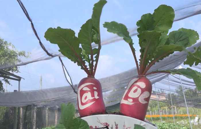 Miền tây 24h 06-02-2019
