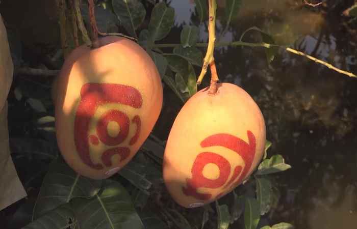 Miền tây 24h (08-01-2020)