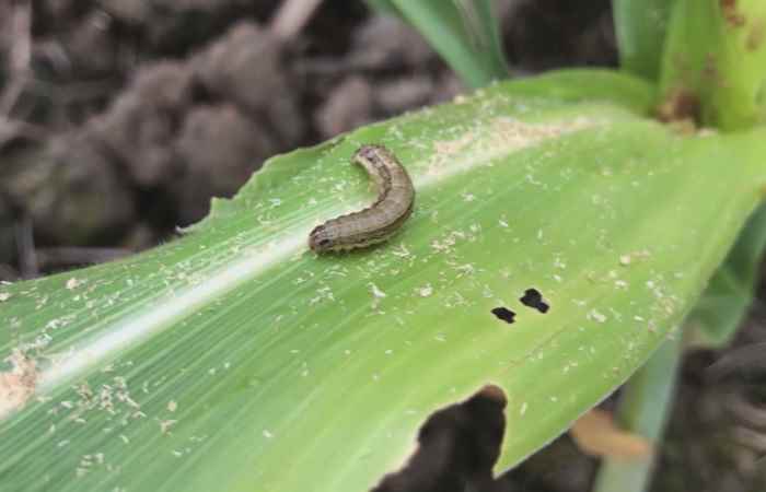 Miền tây 24h 29-05-2019