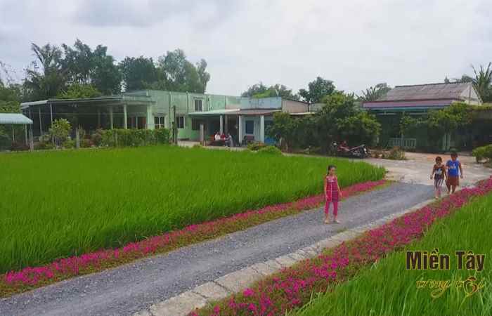 Miền Tây trong tôi - Rực rỡ đường hoa miền Tây 07-08-2018