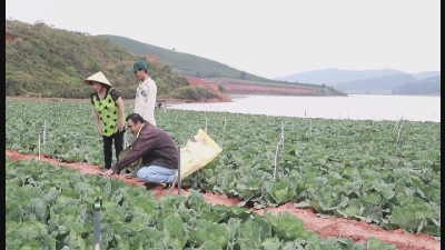 Một ngày làm Nông-Trồng bắp cải 31-10-2015