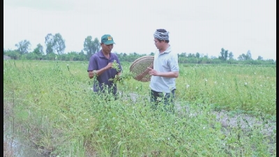 Một ngày làm Nông Trồng cây mè đen 21-11-2015