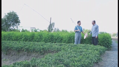 Một ngày làm Nông Trồng gừng 28-11-2015