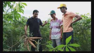 Một ngày làm nông-Trồng khoai mì 26-12-2015
