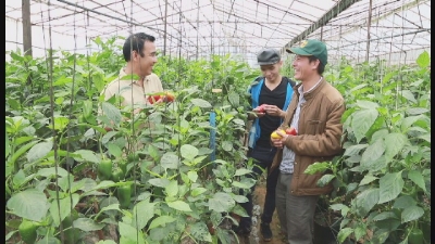 Một ngày làm Nông Trồng ớt chuông 07-11-2015