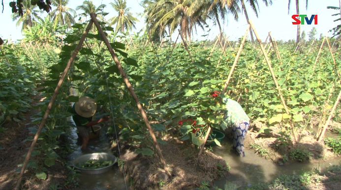 Không sản xuất lúa vụ 3 nông dân Long Phú phát triển trồng màu trên ruộng